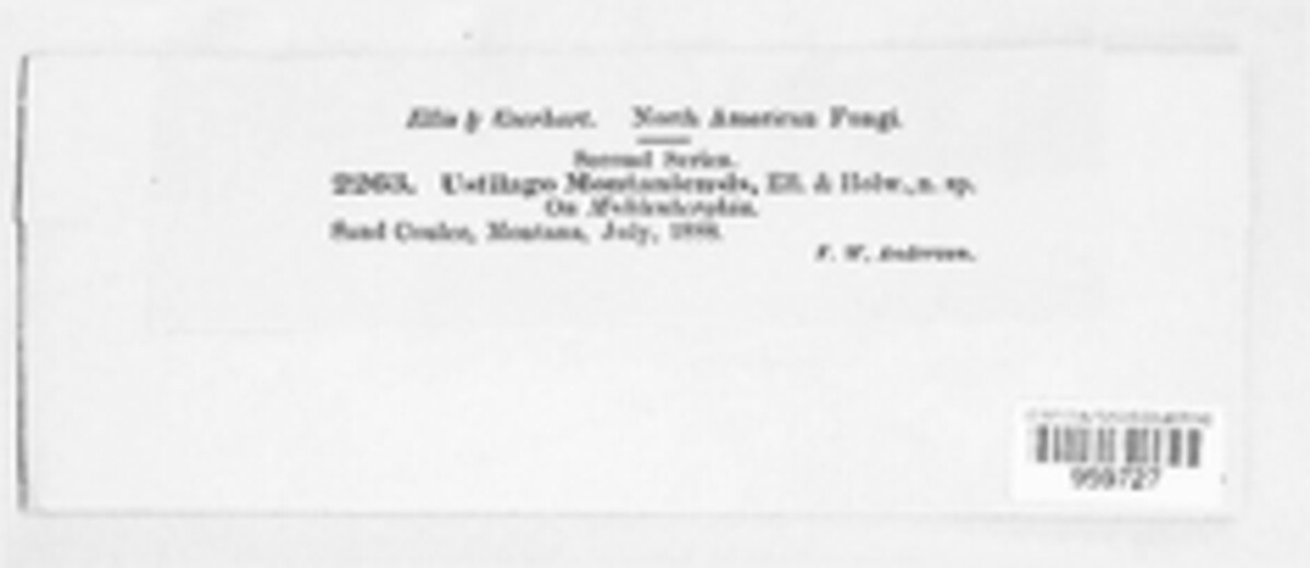 Ustilago montaniensis image